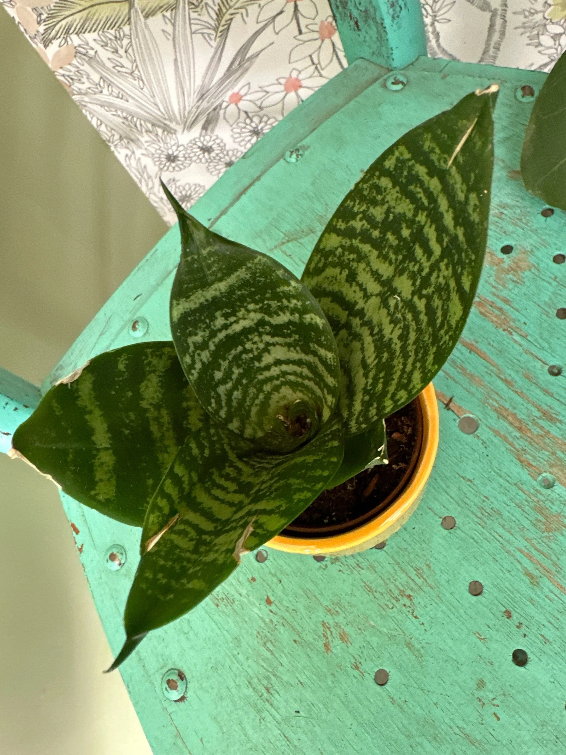 CB030463-DC5F-4177-9CAD-557448FD2761.jpeg