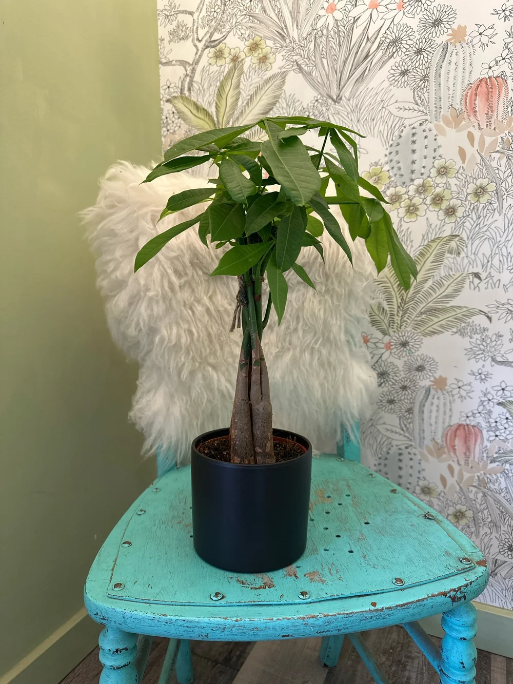 vigoro dracaena mass cane 6-8ft Mass Cane  Dahing Plants