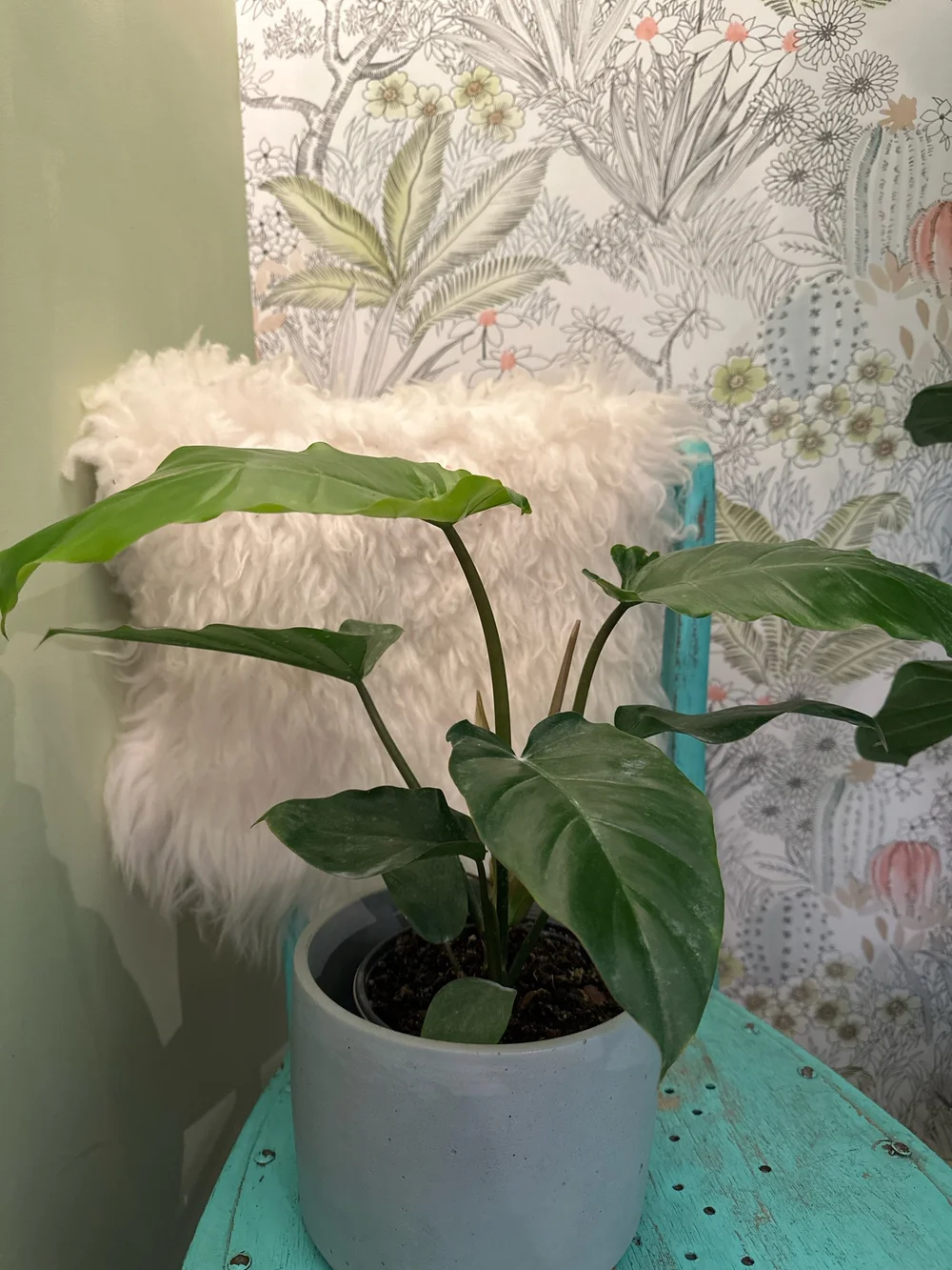 satureja plant Satureja gilliesii
