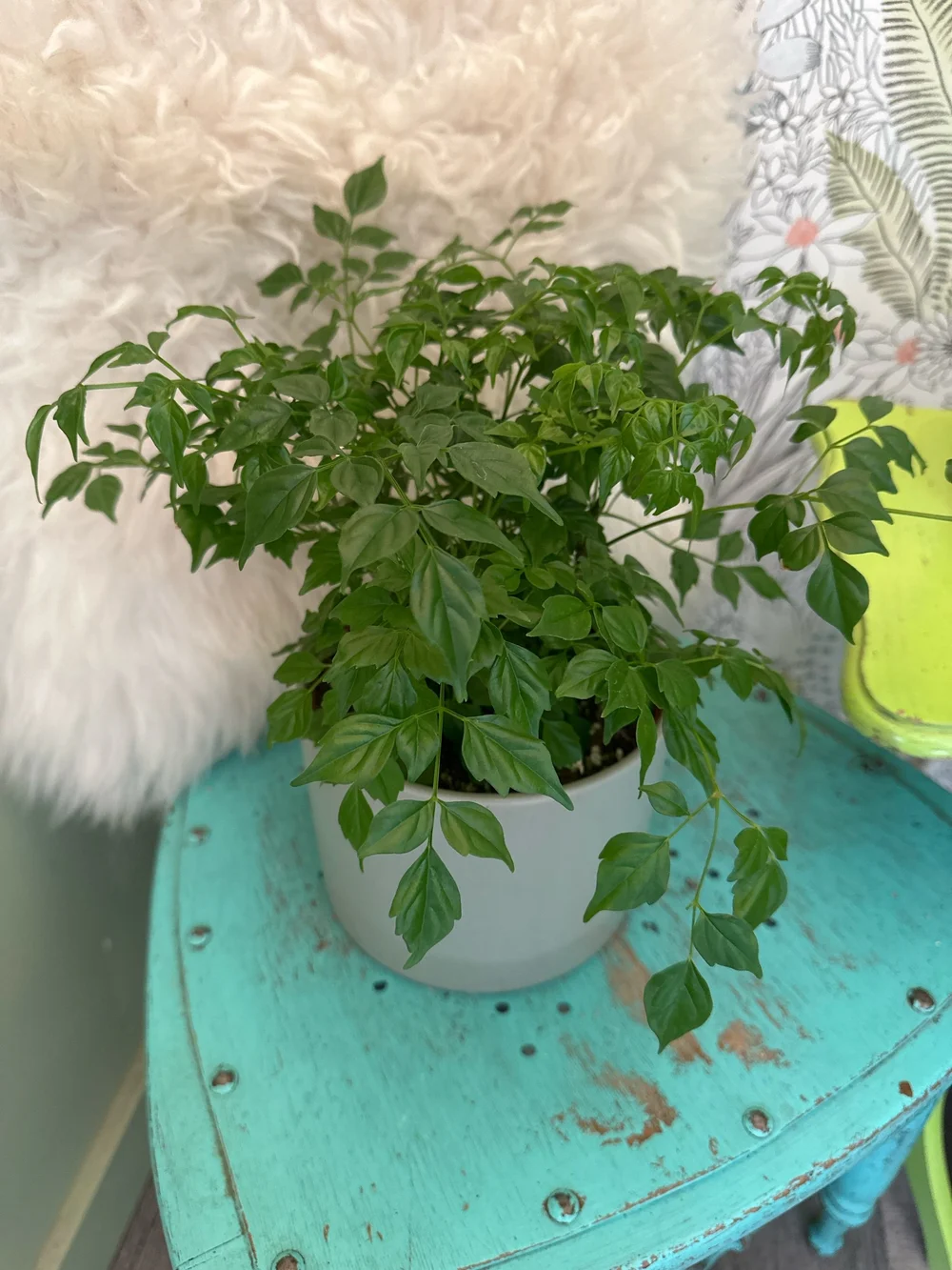 blue bougainvillea plant Blue Bougainvillea Seeds up to 50%
