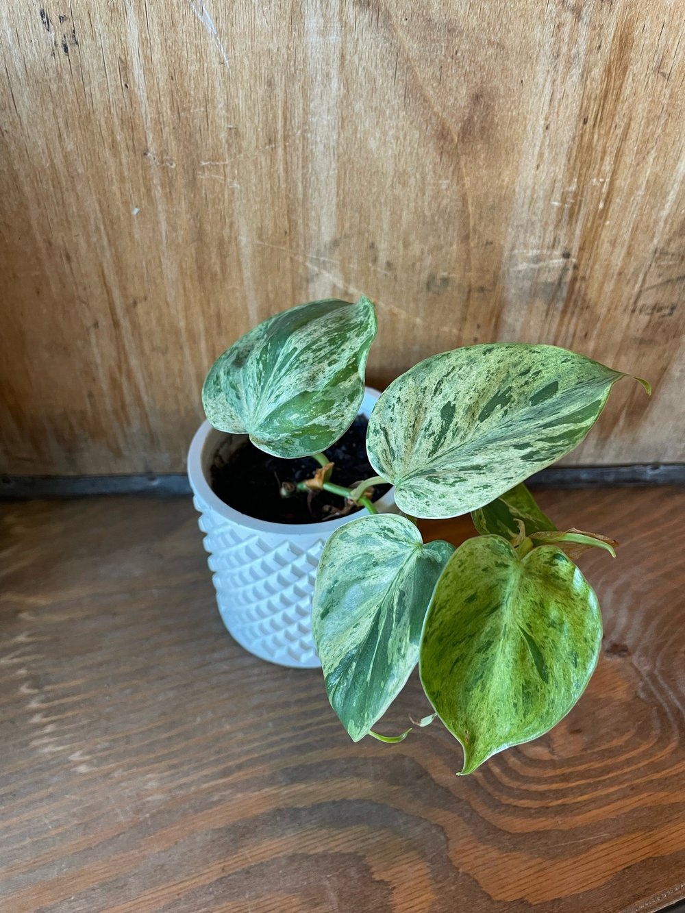 HEARTLEAF PHILODENDRON (VARIEGATED) - RARE PLANT DROP  THE PLANT PLACE