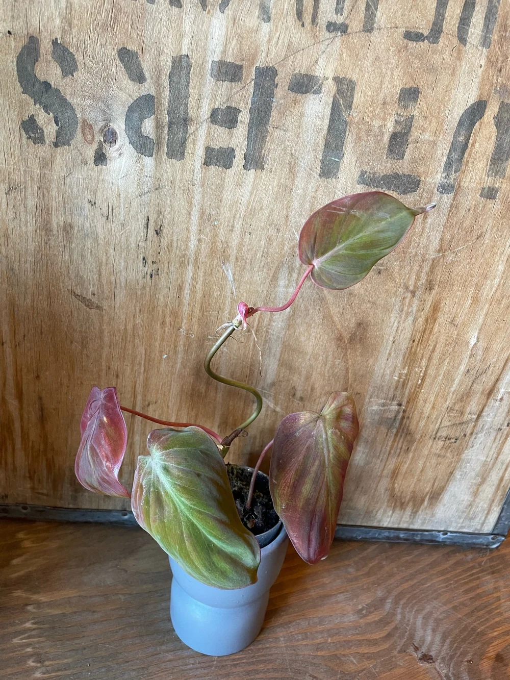 PHILODENDRON MICANS (VARIEGATED) - RARE PLANT DROP  THE PLANT PLACE