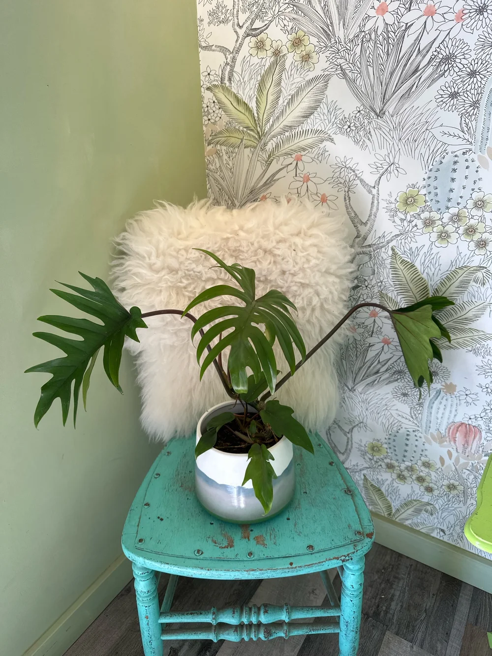 6 PHILODENDRON MAYOI  THE PLANT PLACE