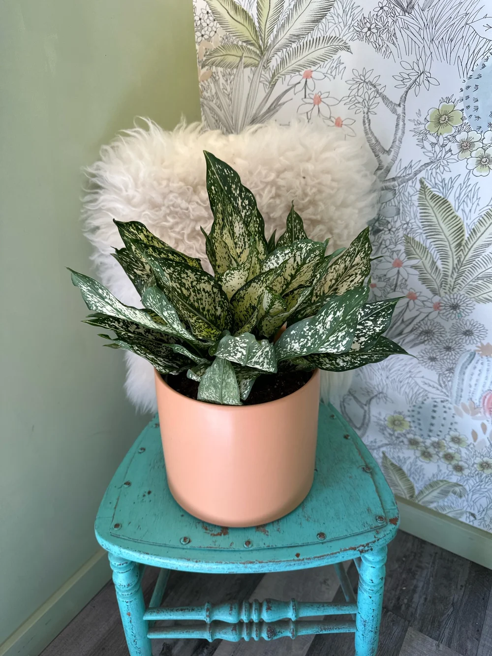 ficus benghalensis audrey Ficus Audrey Plant Care - How to Grow Ficus benghalensis