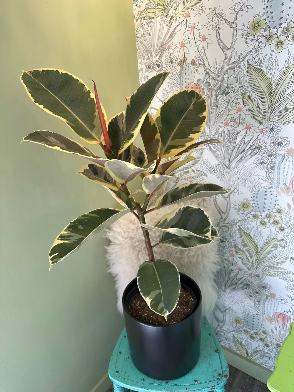 10" TINEKE RUBBER PLANT (TREE)  THE PLANT PLACE