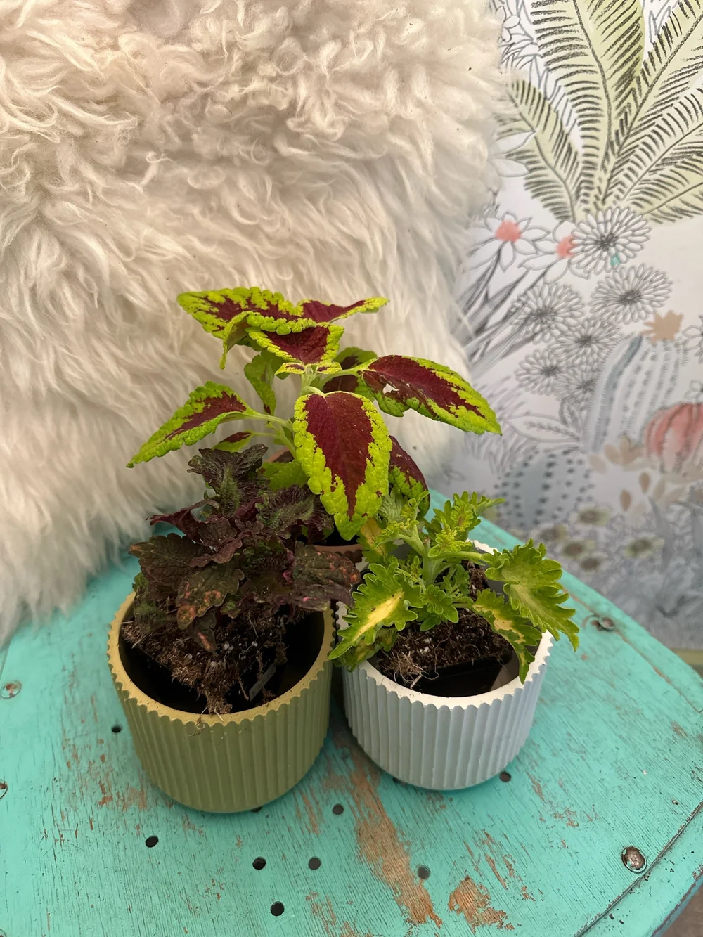 2" COLEUS (ASSORTED)  THE PLANT PLACE