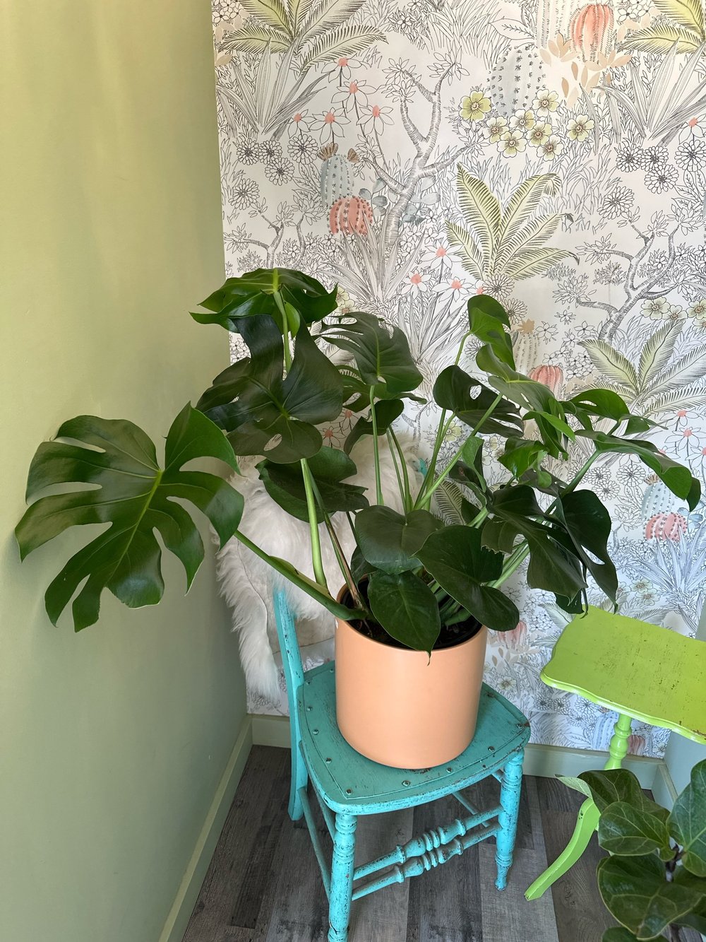 big leaf philodendron Philodendron Green Princess