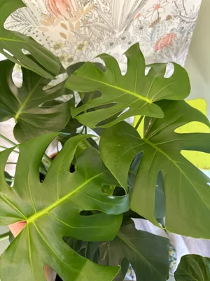 lily plant indoor Peace Lily - NYC Plant Delivery
