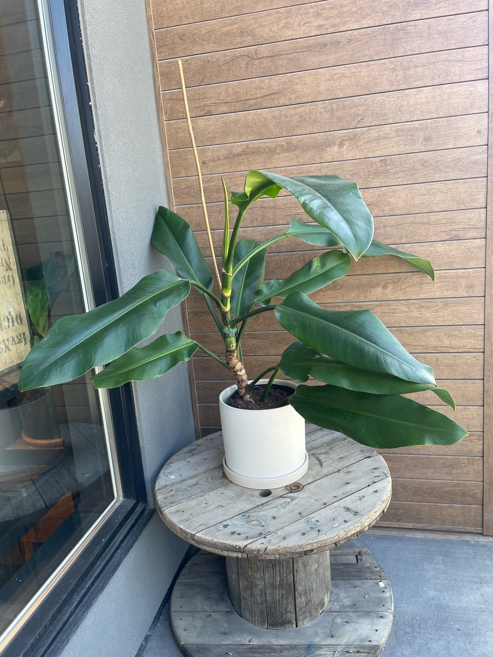 10" PHILODENDRON (RUIZII)  THE PLANT PLACE