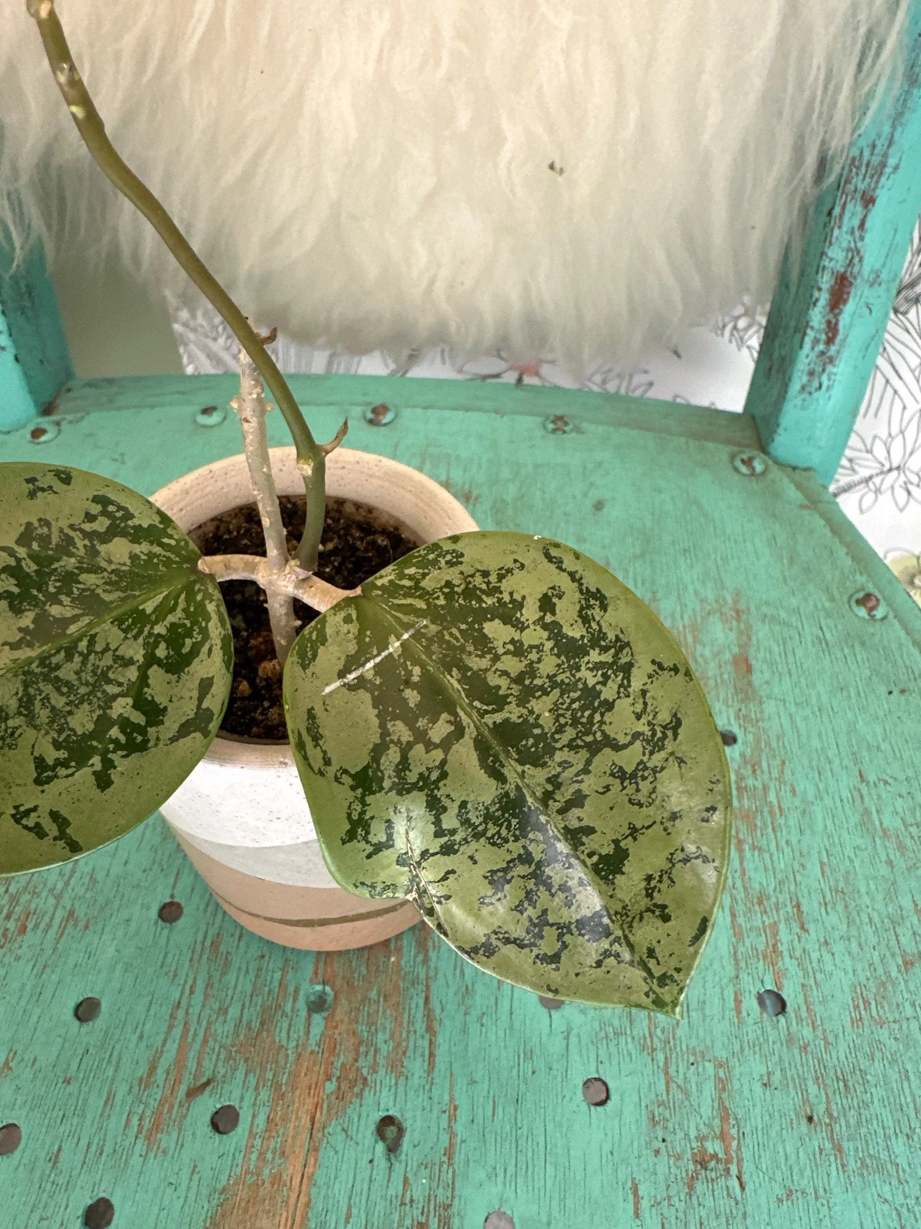 DD0E0A11-8AFC-48A5-862A-A67C2E0CEF42.jpeg