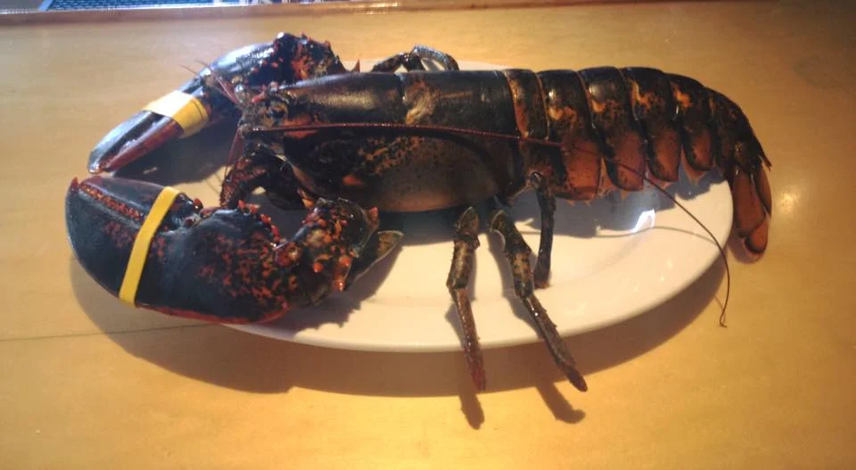 3lb. Lobster