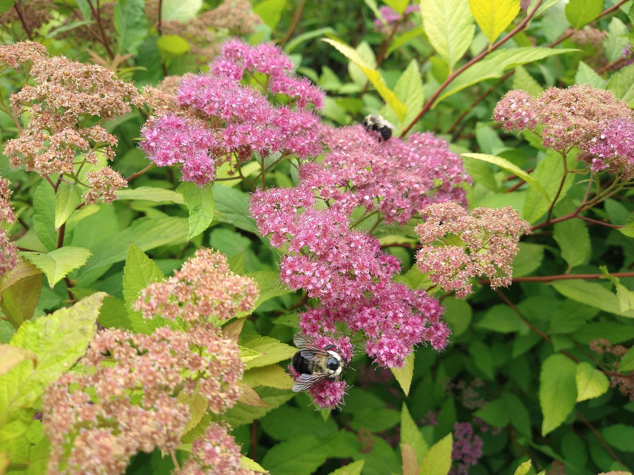 Natural Burial Section Pollinators