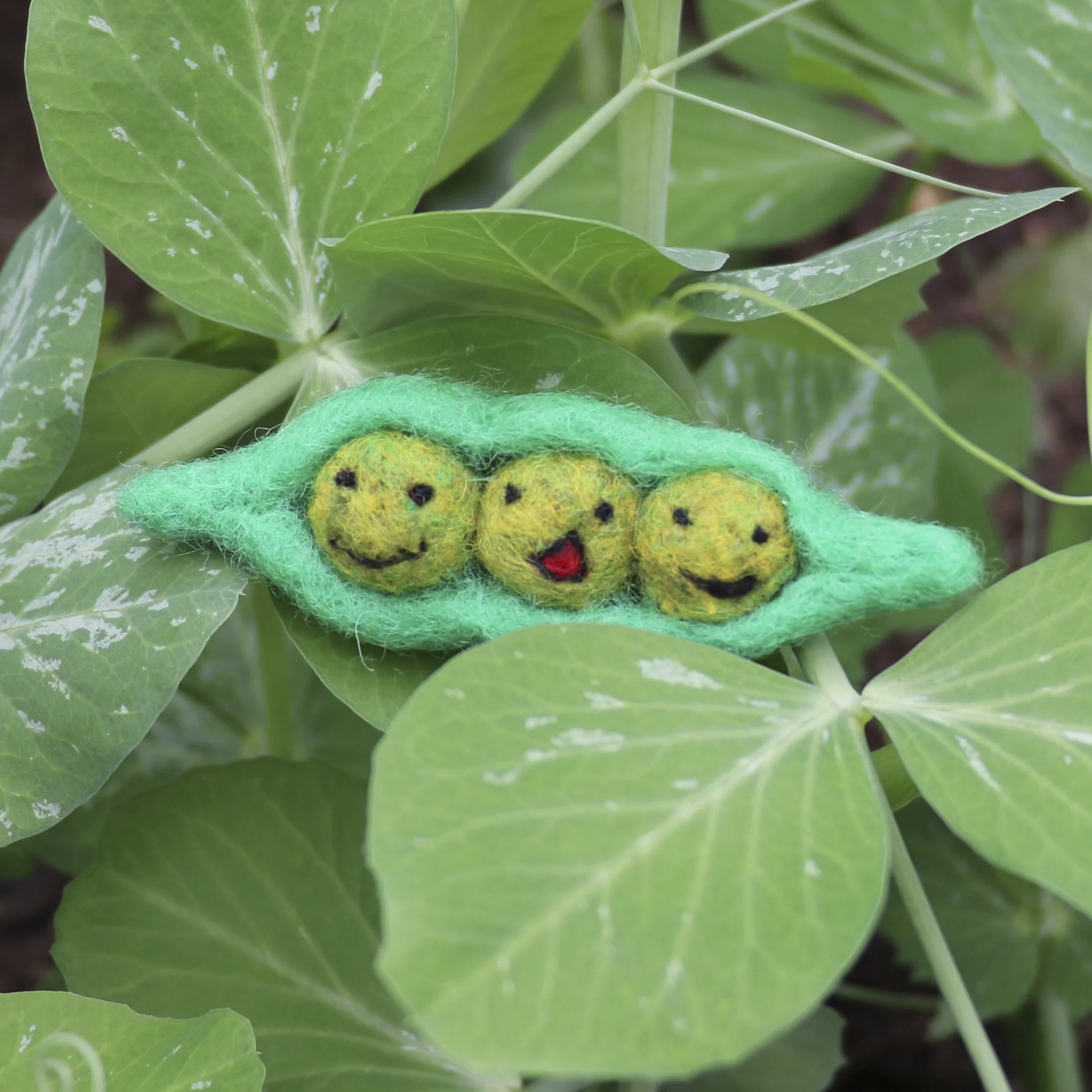 peas cropped1.jpg
