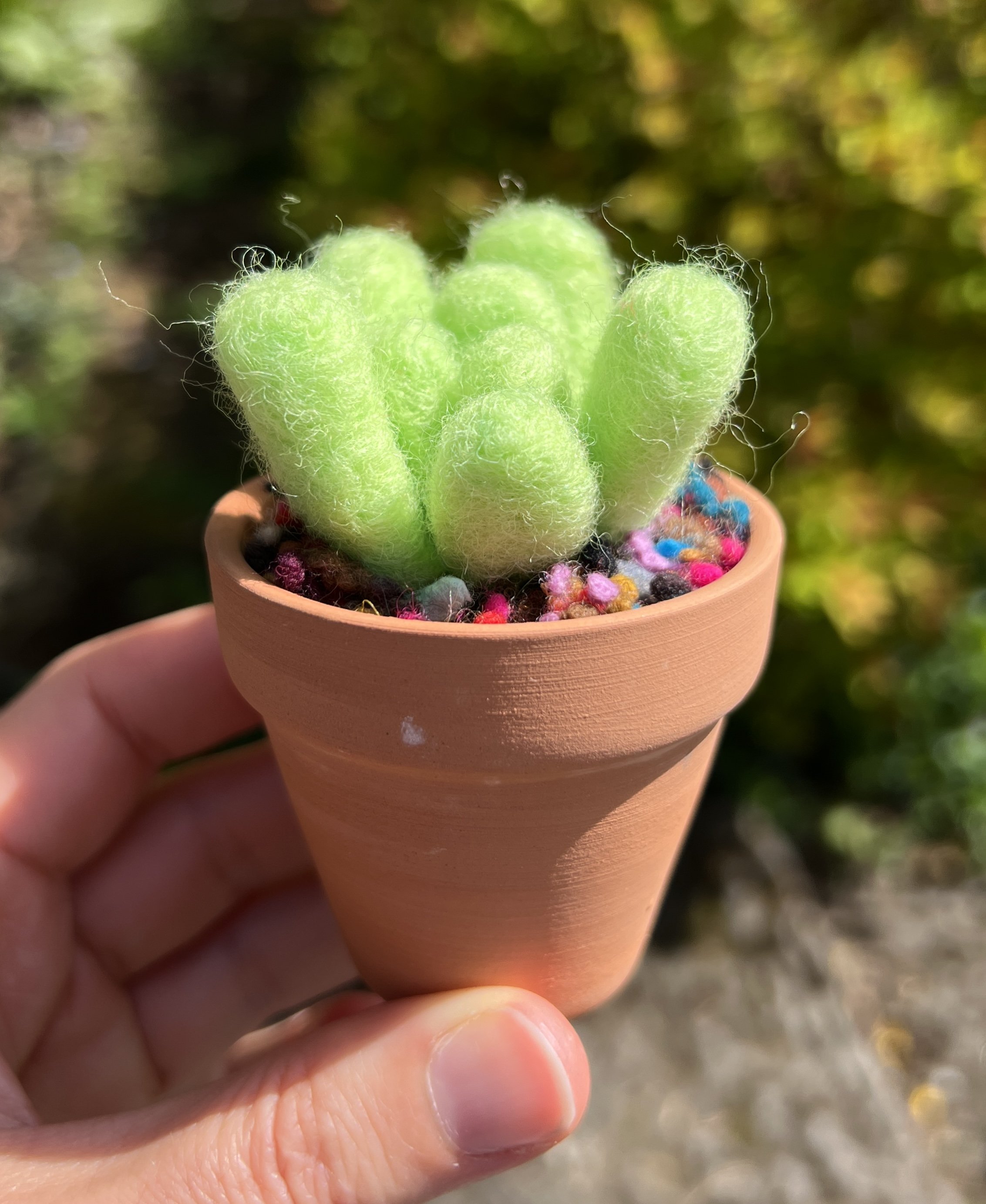 spiky friend succulent.jpg