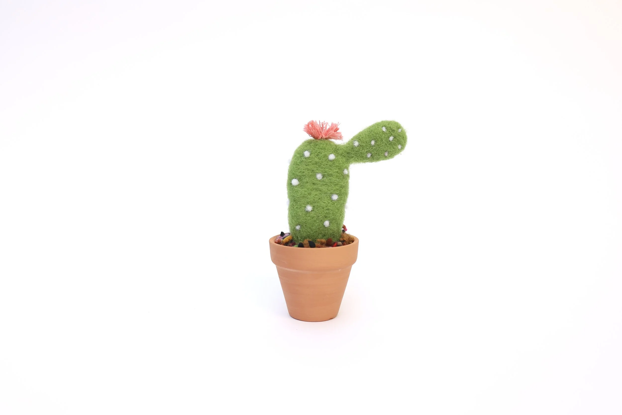 cactus.jpeg