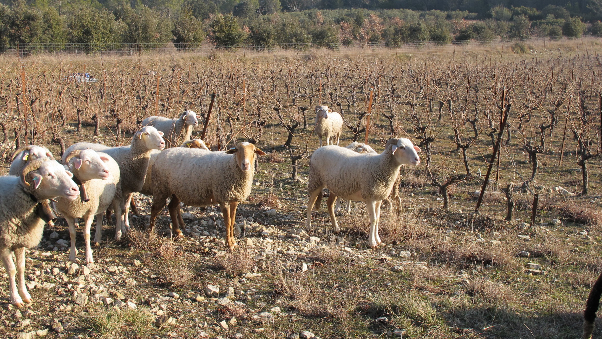 Vic Le Fesq, Languedoc 