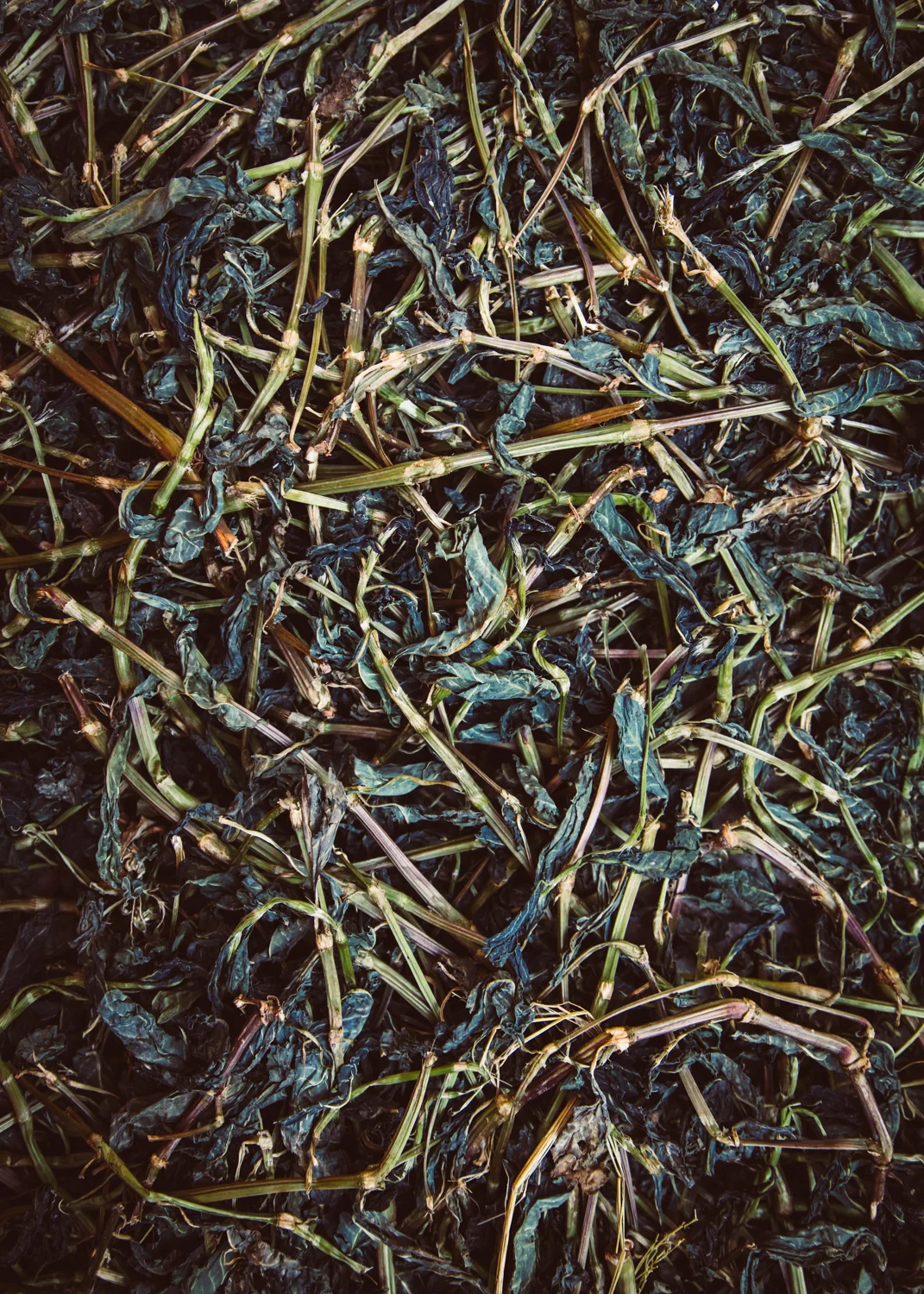avfkw-indigo-harvest_nicolaparisi_0139.jpg