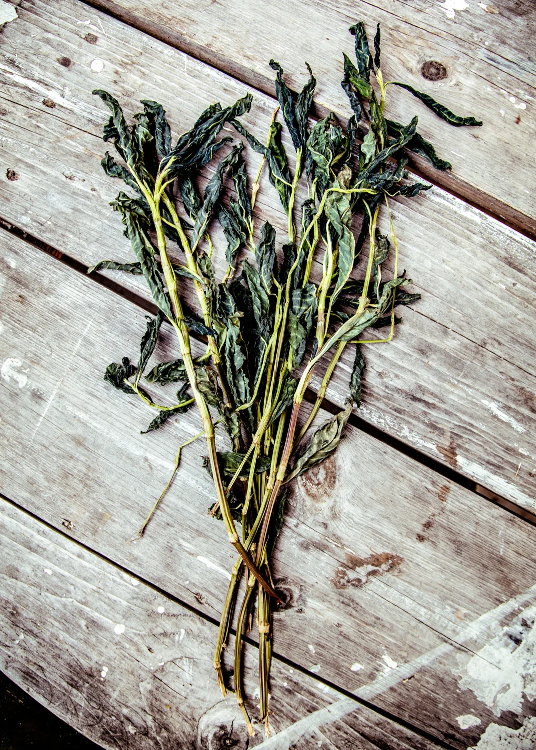 avfkw-indigo-harvest_nicolaparisi_0296.jpg
