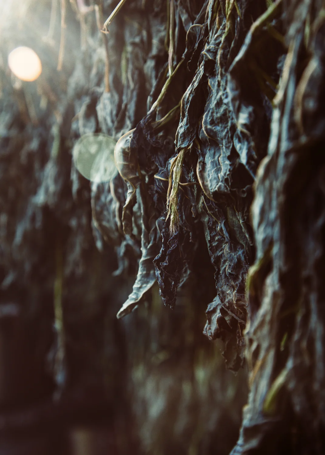 avfkw-indigo-harvest_nicolaparisi_0655.jpg
