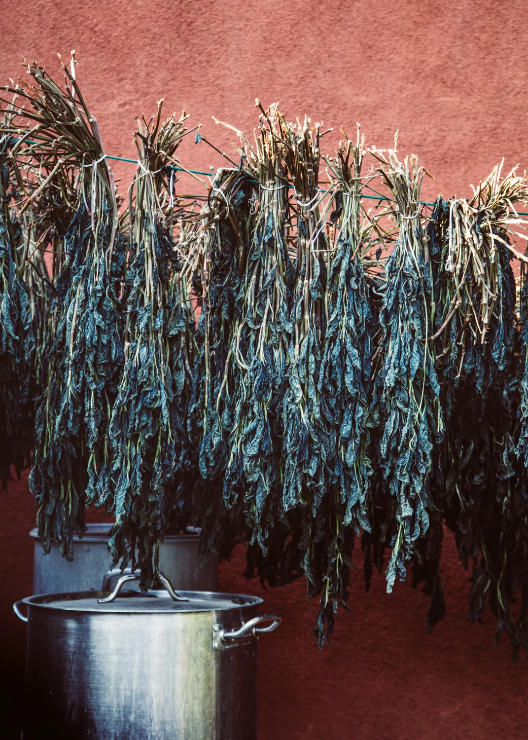 avfkw-indigo-harvest_nicolaparisi_0620.jpg