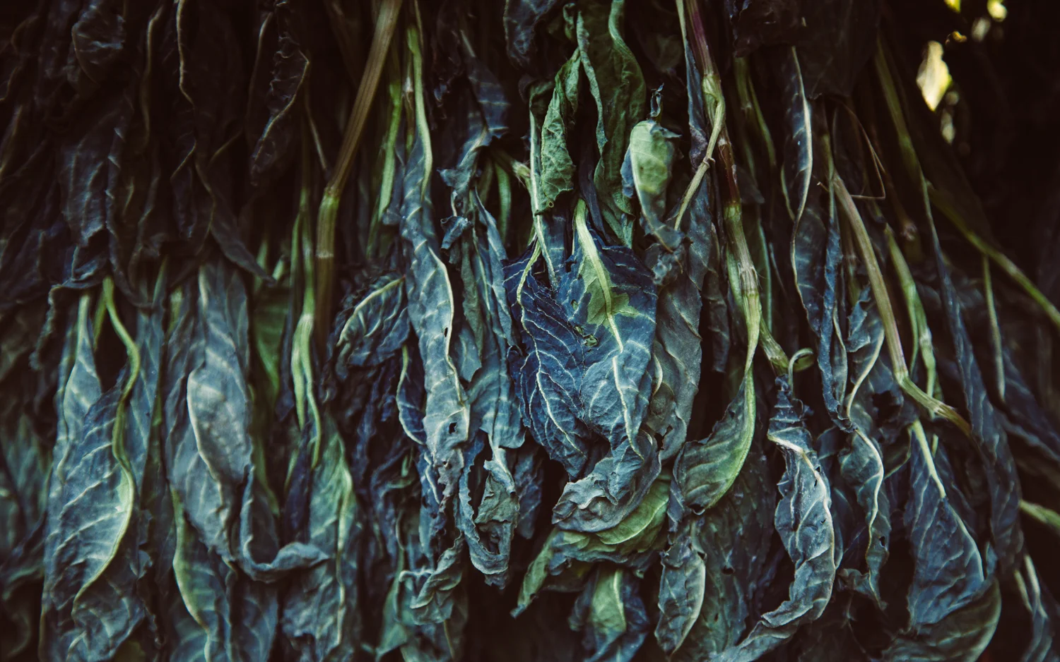 avfkw-indigo-harvest_nicolaparisi_0677.jpg