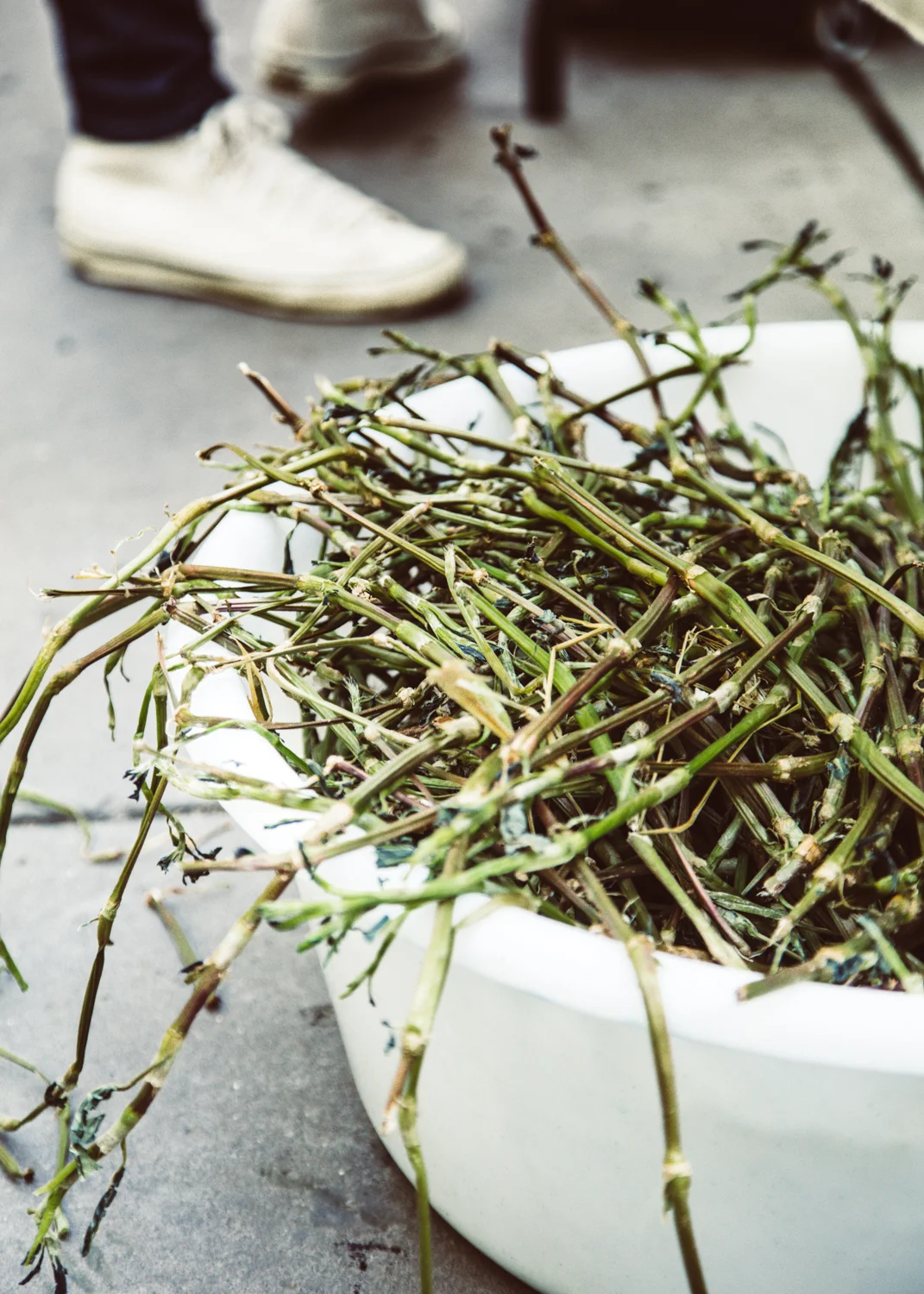 avfkw-indigo-harvest_nicolaparisi_0694.jpg