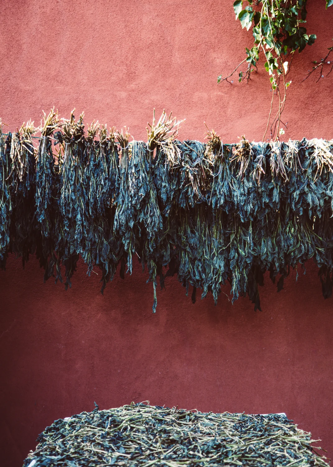 avfkw-indigo-harvest_nicolaparisi_0598.jpg