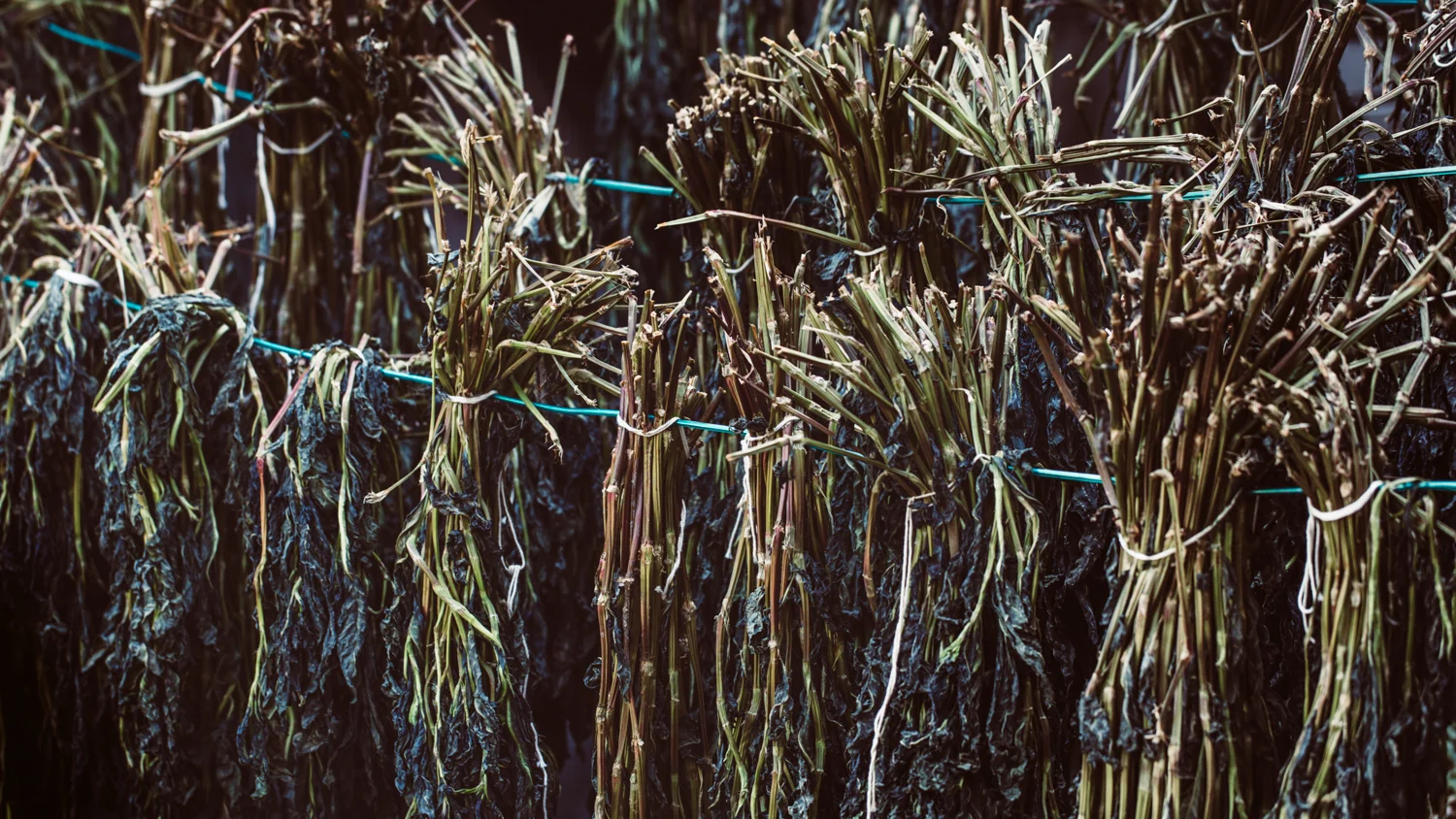 avfkw-indigo-harvest_nicolaparisi_0266.jpg