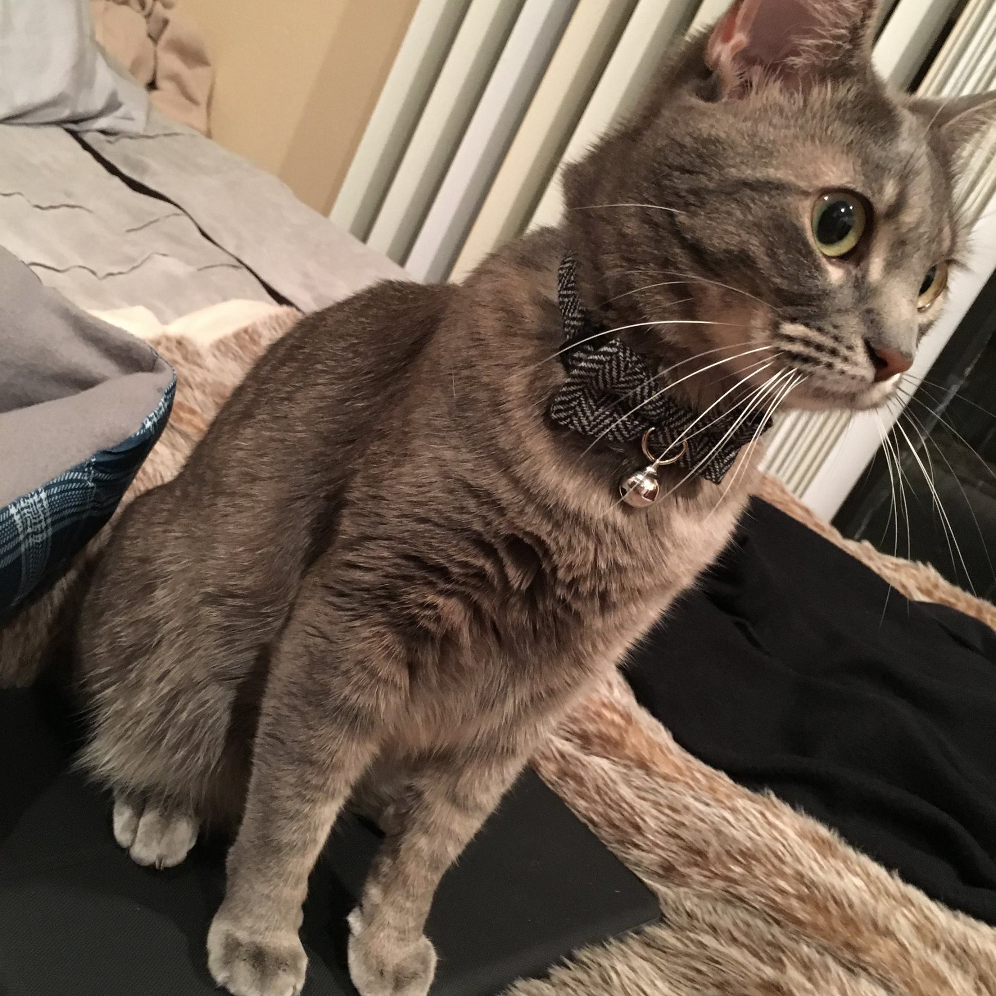Bowtie!!