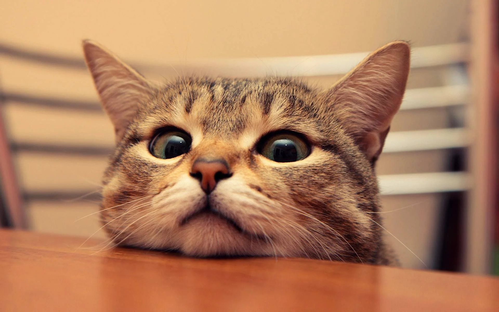 cat.jpg
