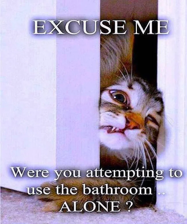 cat.jpg