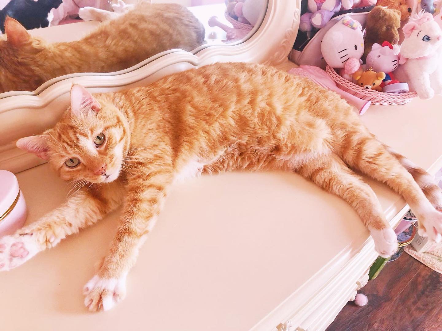 ᡣ𐭩 &bull;｡ꪆৎ ˚ &sdot;Zeus. My baby boy stretching.  ᡣ𐭩 &bull;｡ꪆৎ ˚&sdot; Do you have kitties? What about an orange tabby like my Zeus? How many? 🐱🎀🐱🎀🐱 He&rsquo;s the love of my life and the best thing that ever happened to me. 
.
#margaritablo