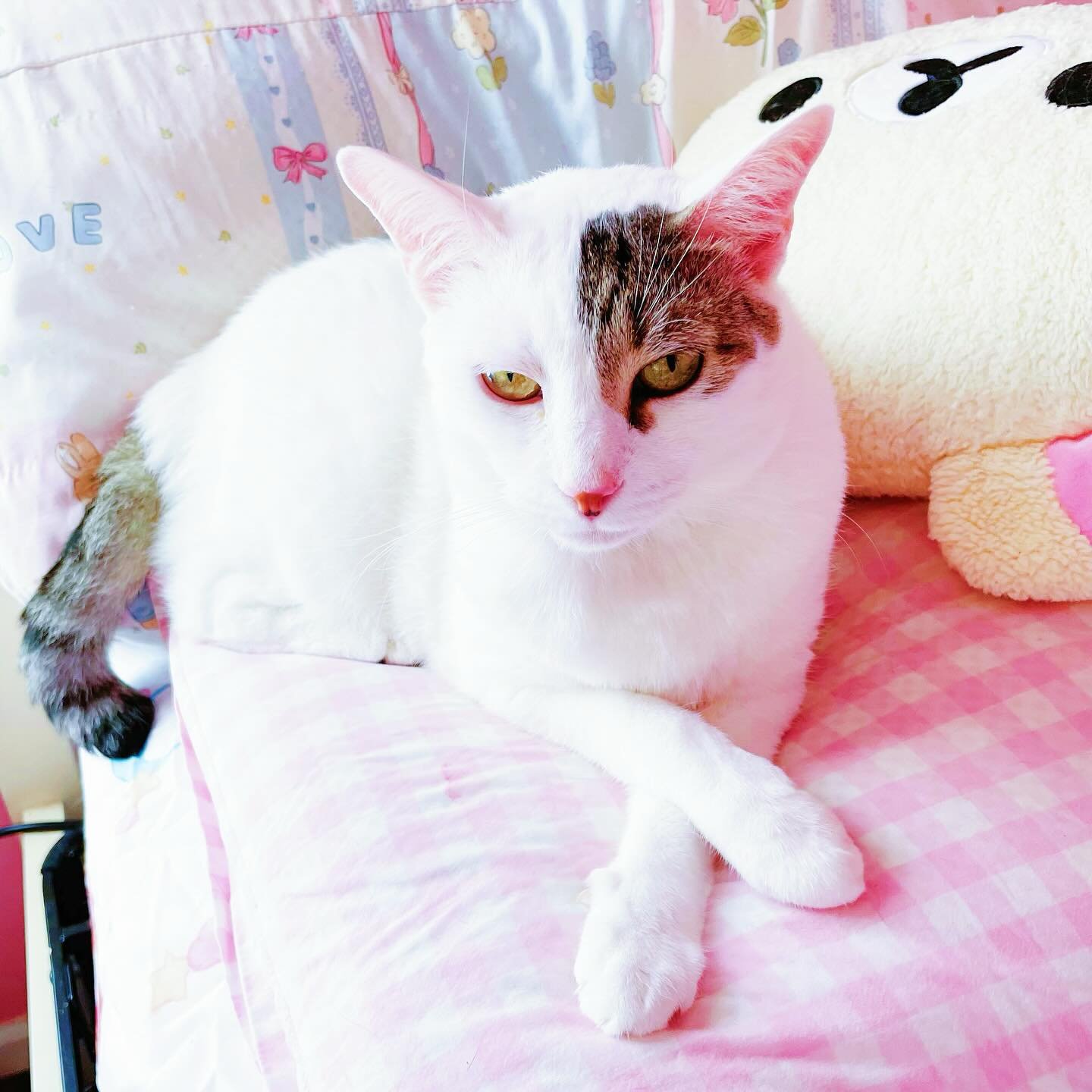 Regal Princess Lily 🩷👑🐈 She&rsquo;s such a sweetheart. She loves to cuddle on my chest and put her head in the crook of my neck. She plays just like she did when she was a kitten too! 
.
#margaritabloom #lily #princesslily #cat #cats_of_instagram 