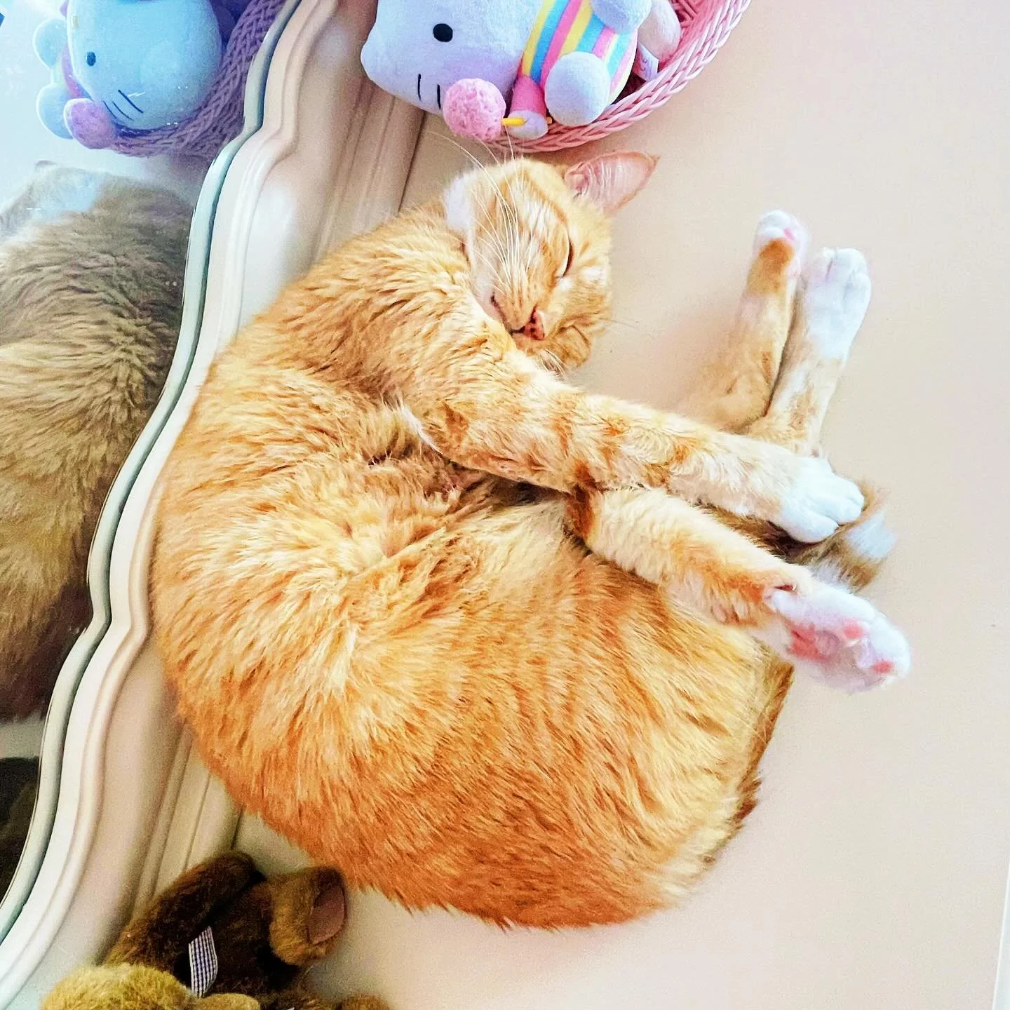 Zeus. My cute little croissant. 🥐🩷🐈
.
#margaritabloom #cat #cute #mylove #tabby #mycat #orangecat #cats_of_instagram #catlife #catoftheday