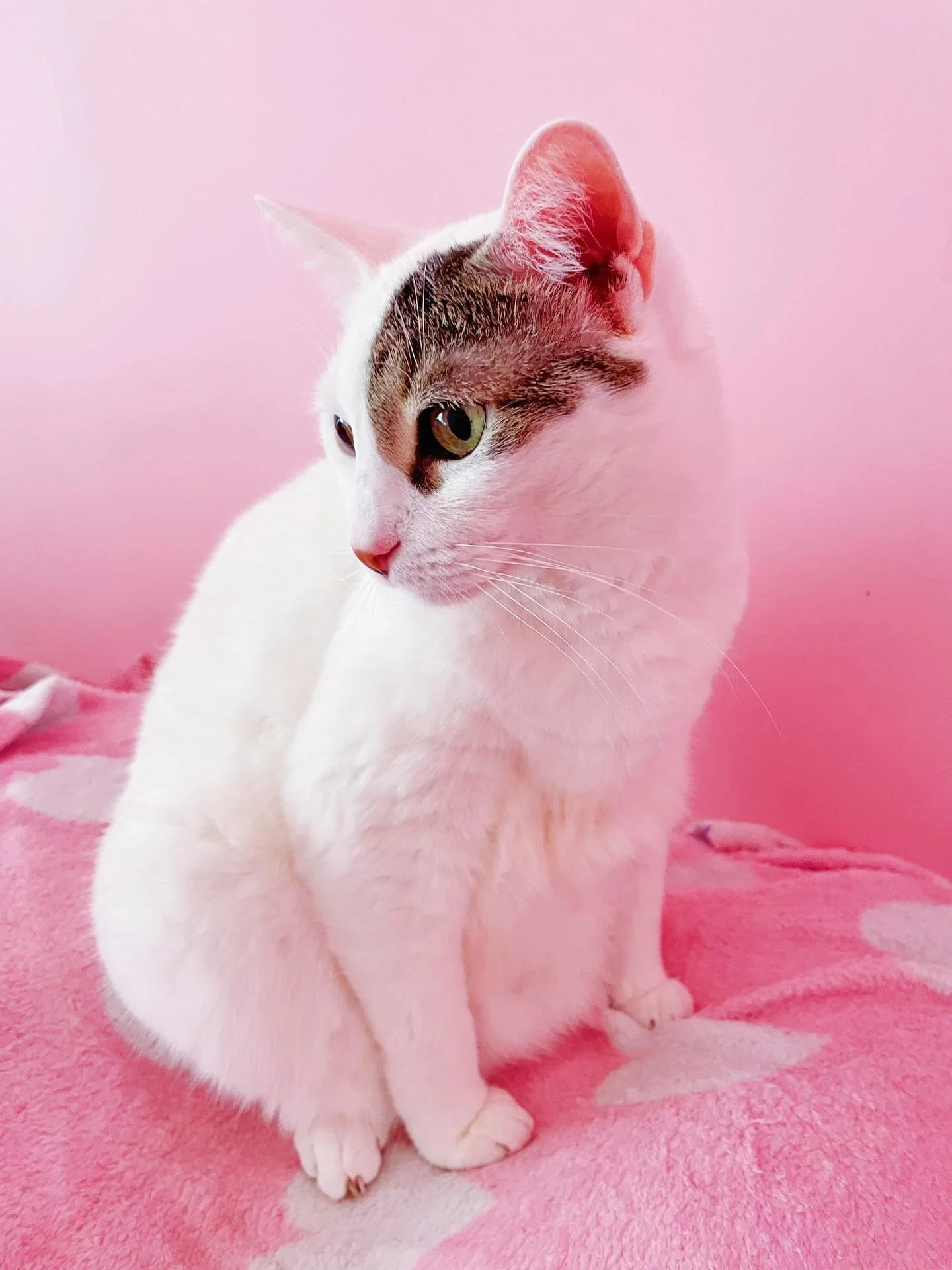 My pretty little pink Princess Lily 👑🩷 Tell her how adorable she is!! She loves being served breakfast in bed&hellip;like a proper princess and if I don&rsquo;t have her dinner ready on time she gets perturbed just like a true little princess. I lo