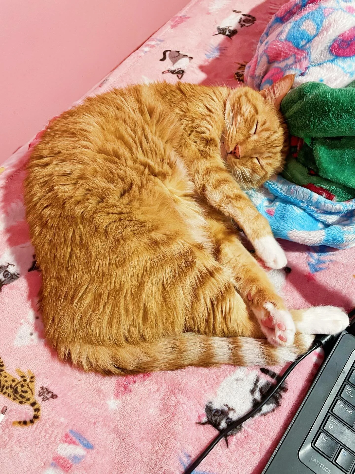 Zeusy Bear 🩷🐈🩷🐈 My love. He&rsquo;s the cutest. 
.
#margaritabloom #cat #aesthetic #catlover #mycat #prettykitty #pinkaesthetic #sleepykitty #catoftheday #ilovemycats #naps #nap