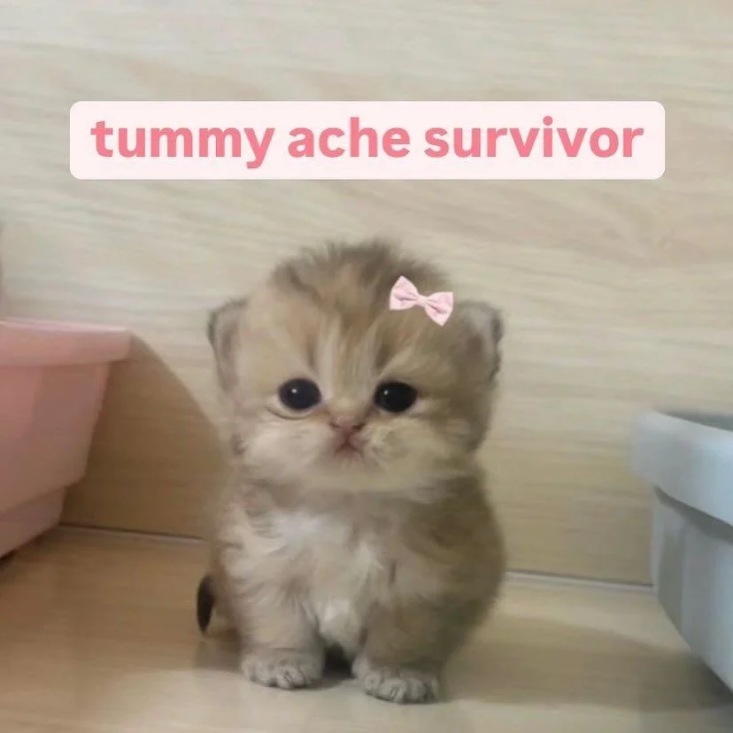 Me all year long. 🩷🩷🩷
.
#margaritabloom #cute #kawaii #tummyache #cutecat #aesthetic #november #mood #moodoftheday