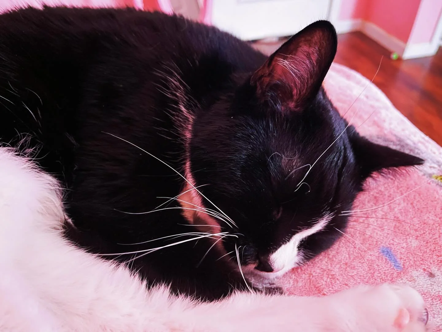 Pretty baby Jane Austen. 🩷🎀🍓💕 She has been super cuddly lately. She even likes to get under the covers!! That&rsquo;s new! 🐈&zwj;⬛🩷
.
#margaritabloom #cat #cats_of_instagram #meow #pink