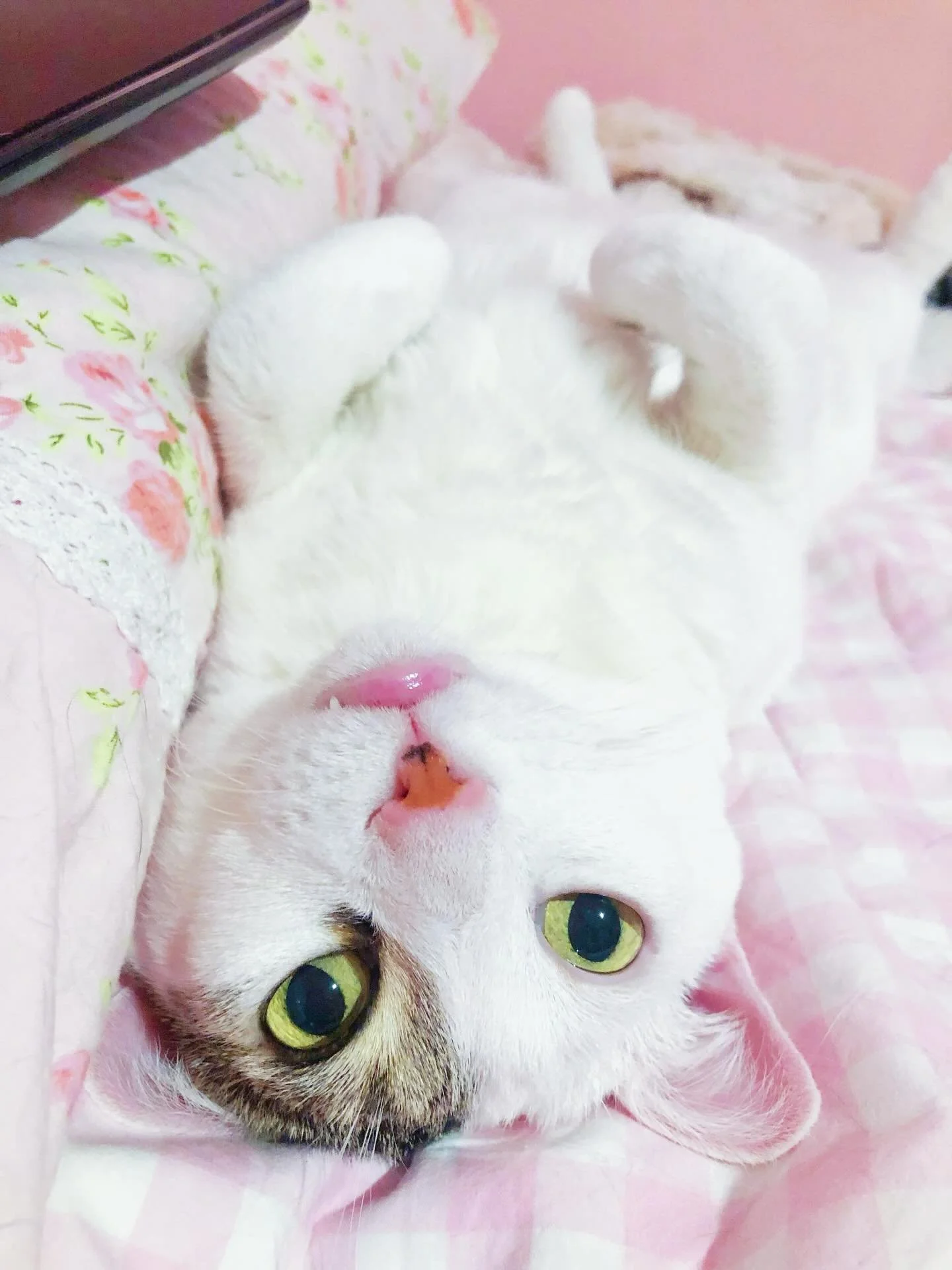 Princess Lily&hellip;my sweetheart 🌹🌸🎀💘 My Valentine. 
.
#cat #valentinesday #valentine #kawaii #cutecat