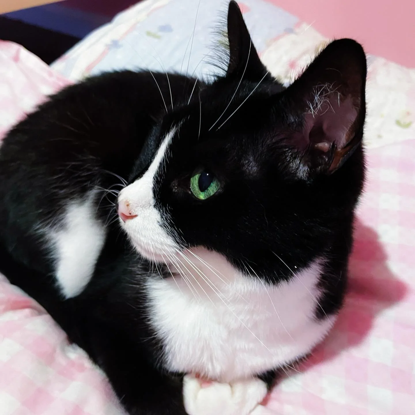 🩷💕 Pretty little baby Jane Austen. She&rsquo;s the sweetest. 💕🩷 #cat #janeausten #petsofinstagram #pink #cats_of_instagram