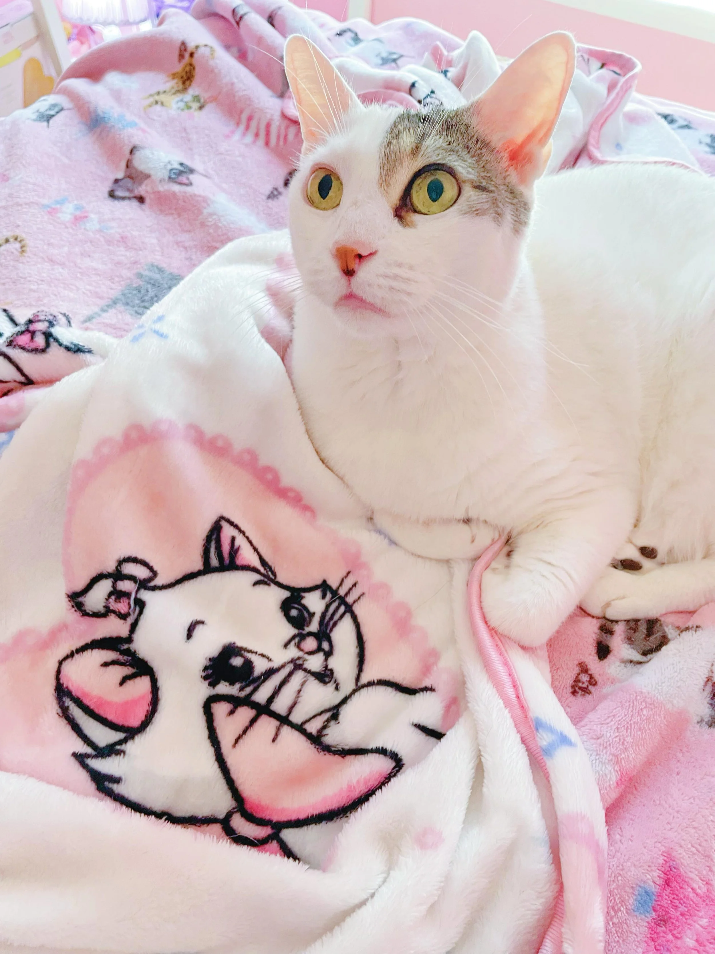 🎀 I got a cute blanket with Marie on it. Princess Lily loves it! 🎀
.
#disney #cat #marie #kawaii #cutecat