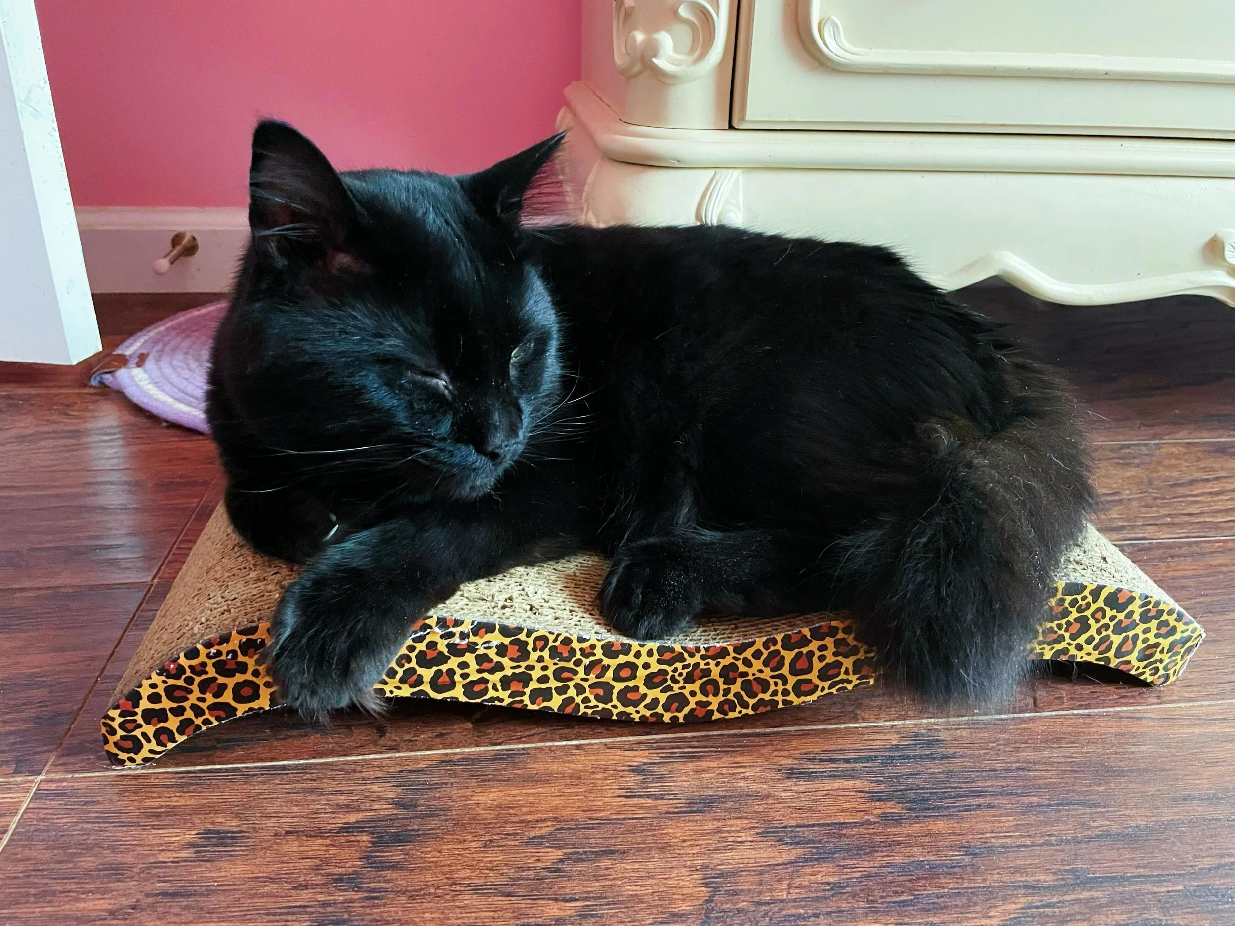 🐈&zwj;⬛🎀 Friday vibes. Little James loving his new scratching pad. 🎀🐈&zwj;⬛
#cat #kawaii #cutecat #blackcat #friday