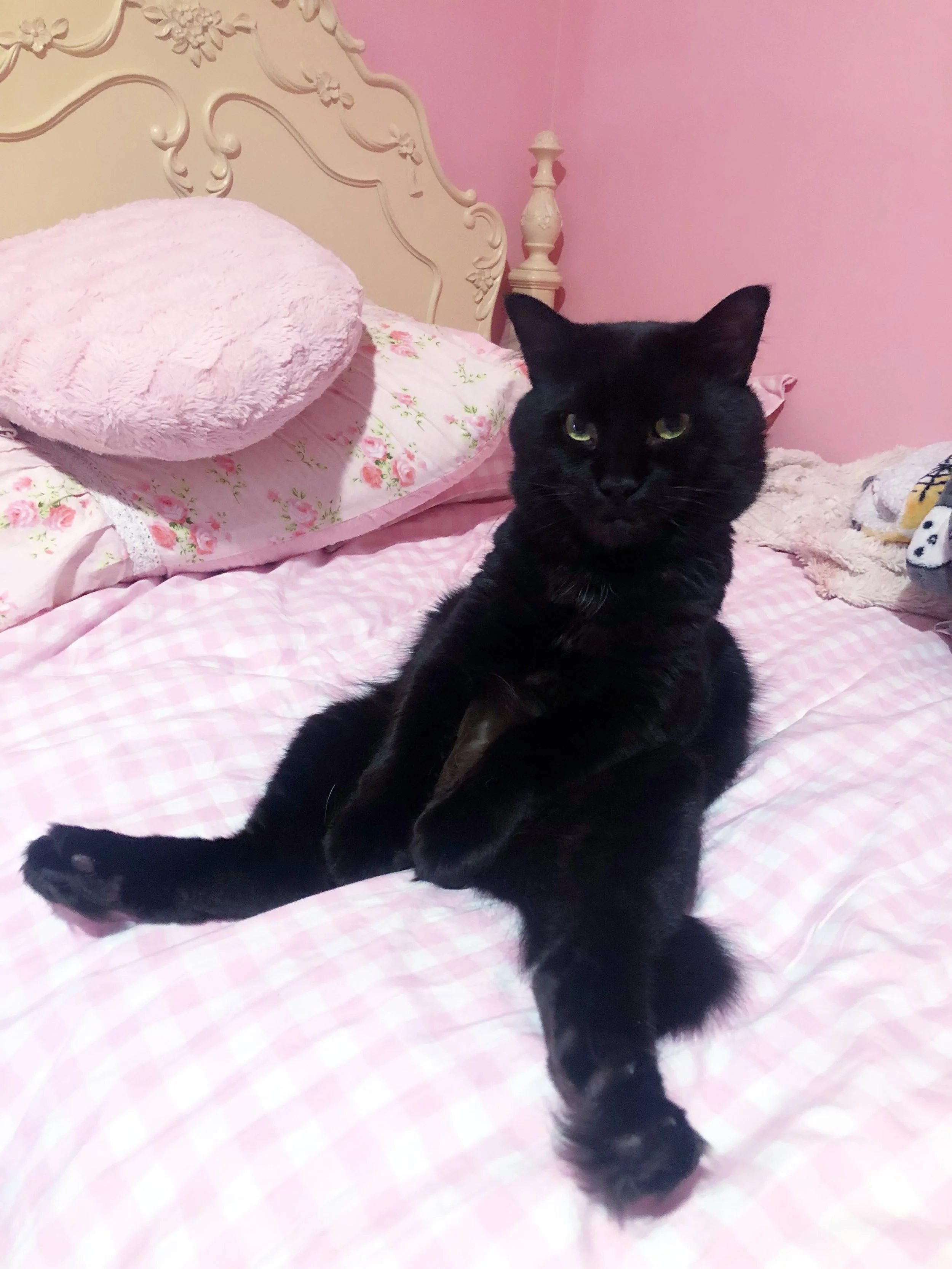 Happy black cat appreciation day! Here&rsquo;s my little chocolate cuppy cake, my sweet Casanova&hellip; James! 🐈&zwj;⬛💕🌸🥰 #blackcat #blackcatappreciationday #kitty #cat #pink