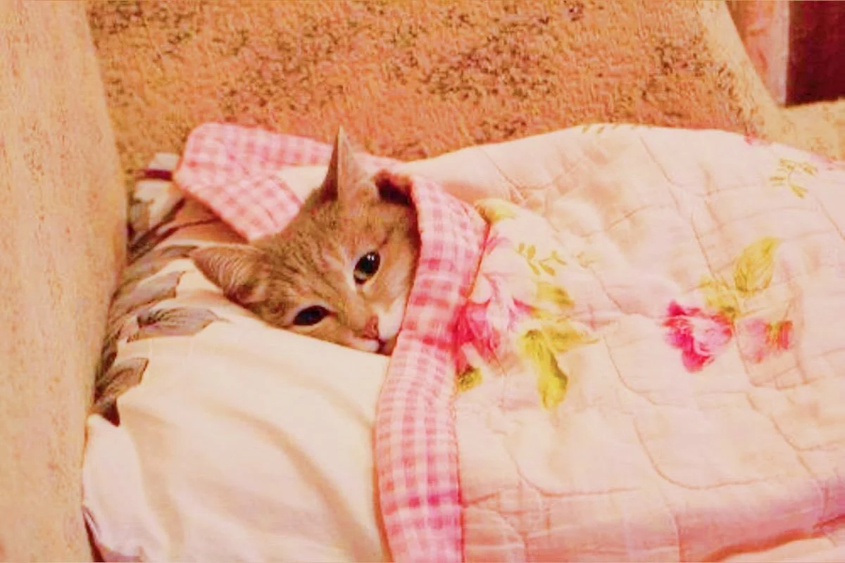 🎀 my sleepy mood for the day 🎀 I just wanted to sleep all day but I can&rsquo;t. Yawn&hellip; 💕🐈&zwj;⬛💕🌸🦢🧸👑 #sleepy #kitty #kawaii #cutecore #mood