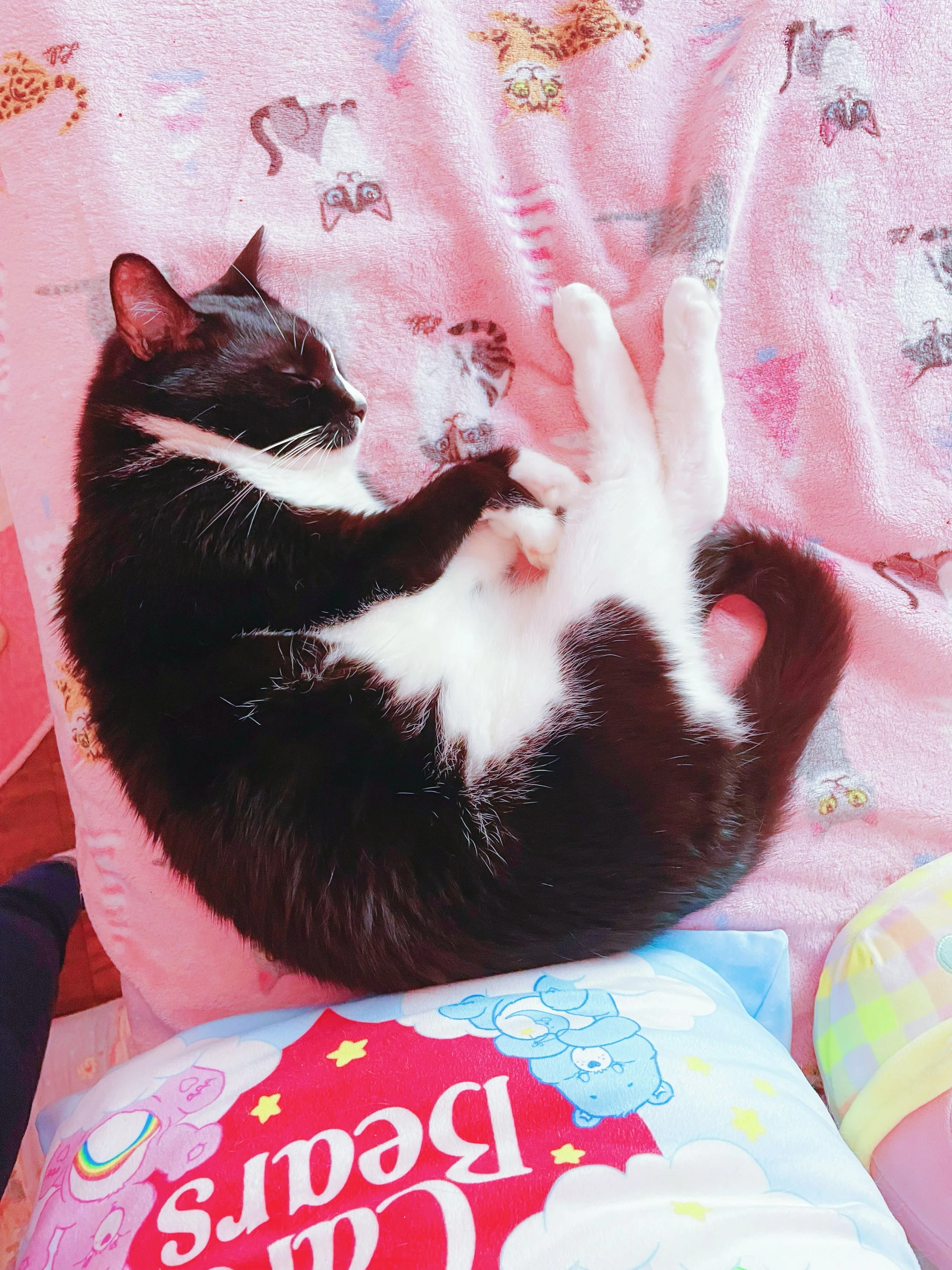 My sweet girl Jane Austen. 🩷 Naughty little girl too.  She licked something and her poor lower lip got all puffy. Thankfully, it&rsquo;s starting to de-puff after I cleaned up so anything she might have been licking won&rsquo;t be within her reach. 