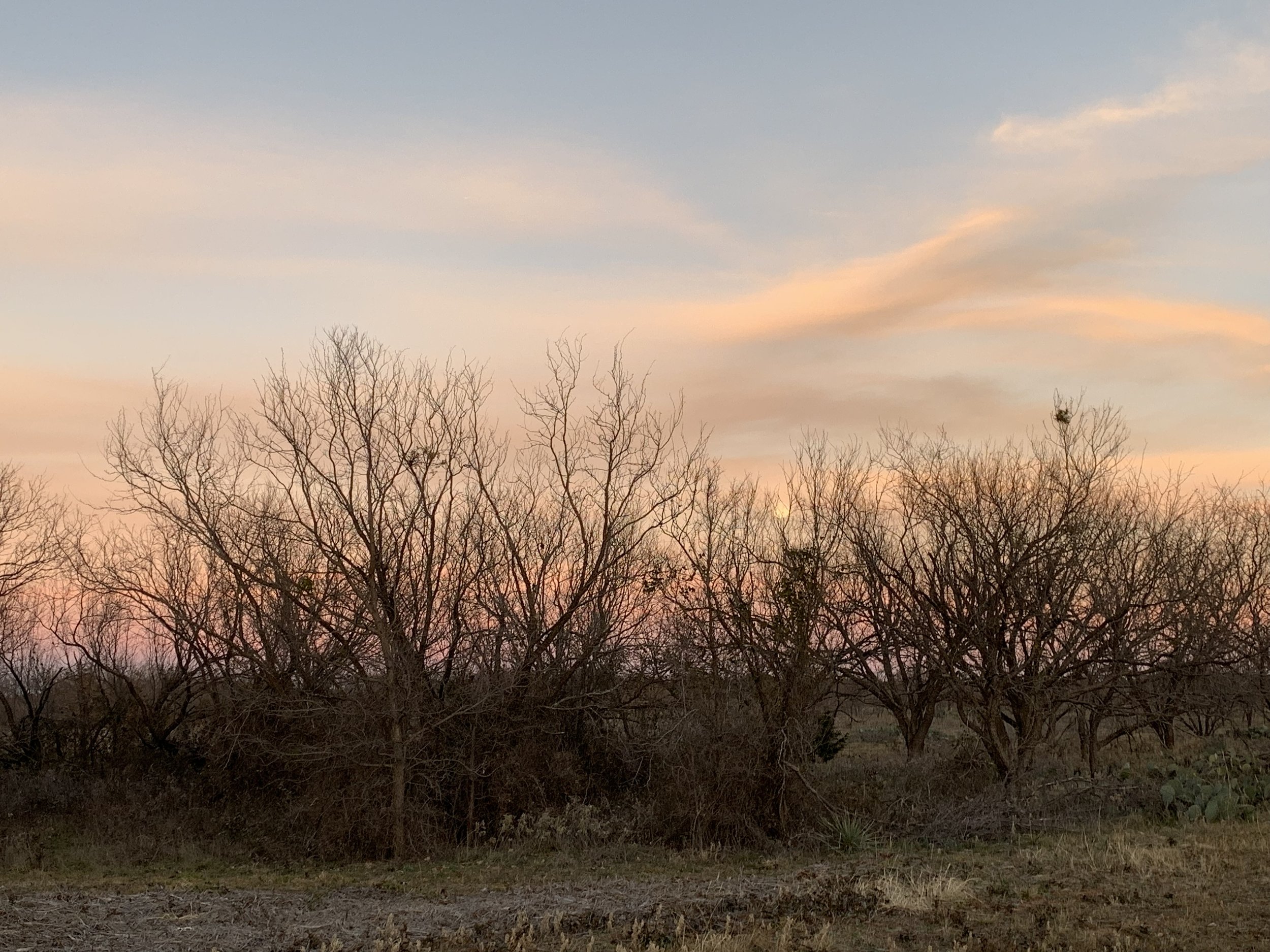 7 Sunset trees.jpg