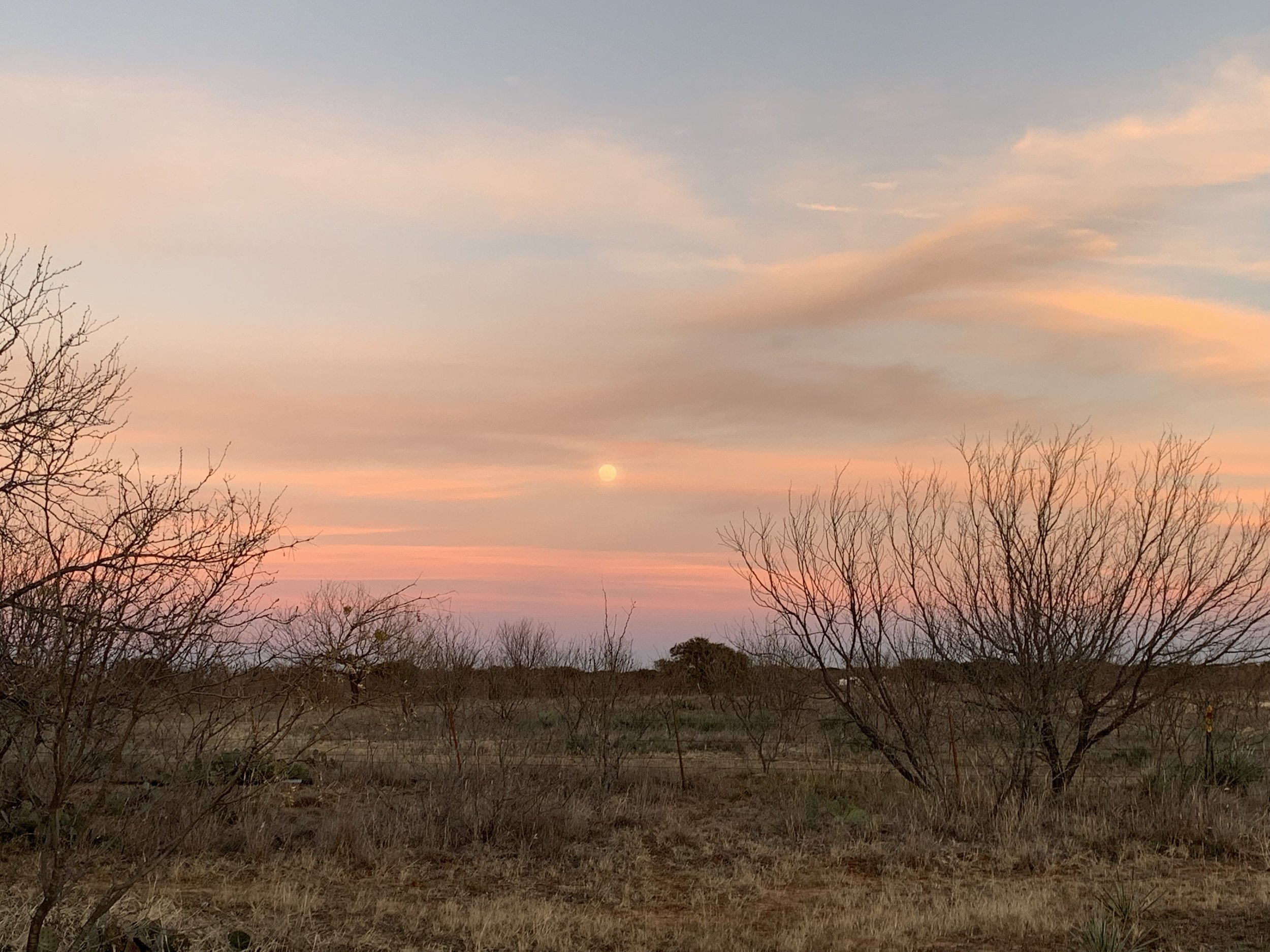 8 sunset trees.jpg