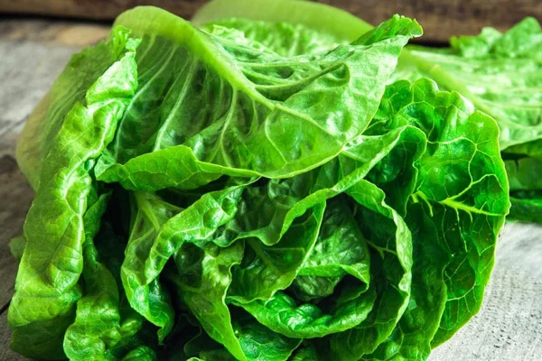 lettuce.jpg