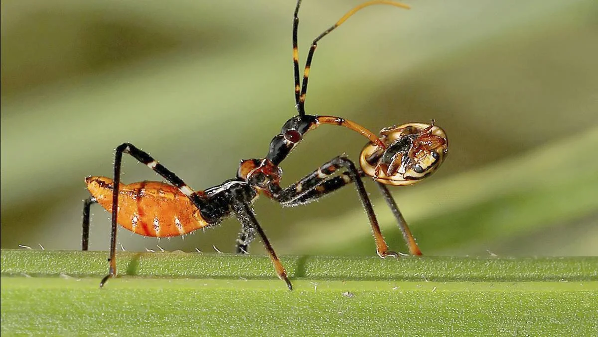 The Assassin Bugs help keep pest numbers down.