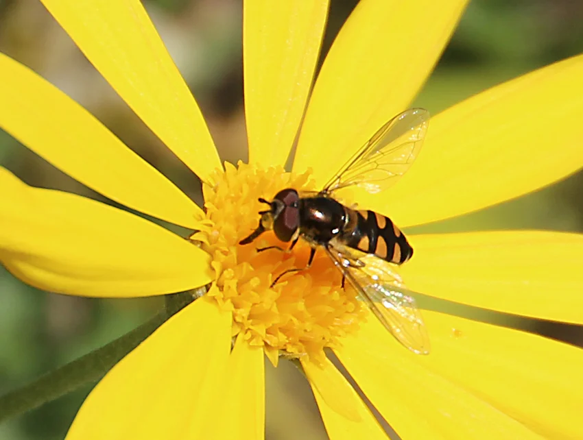 Hoverflies will help plant life and control aphids.